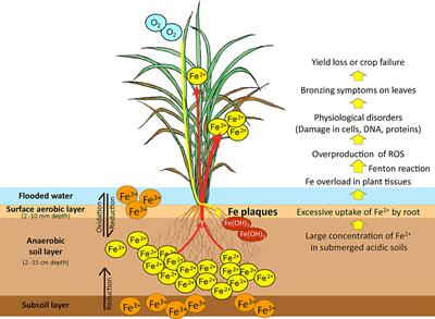 How Does Rice Defend Against Excess Iron?: Physiological and Molecular Mechanisms